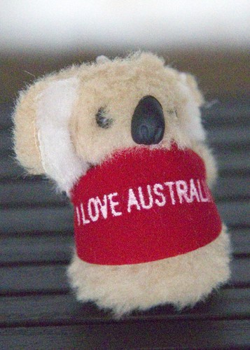 a gift from Dave - a small koala